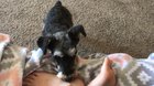 My foster dog, Max, is too scared to let me touch him but makes sure I’m taken care of.