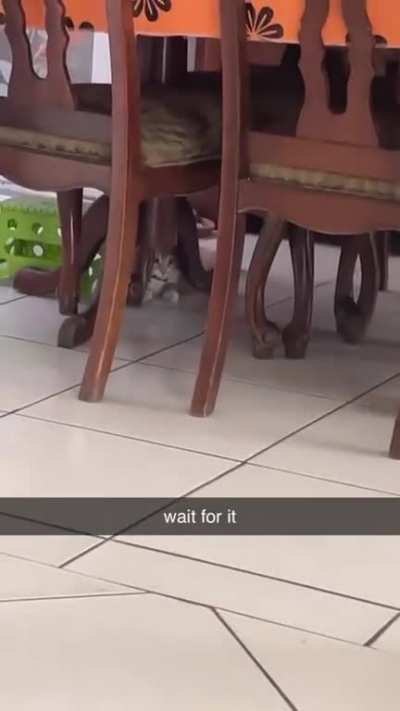 Hitmanimal
