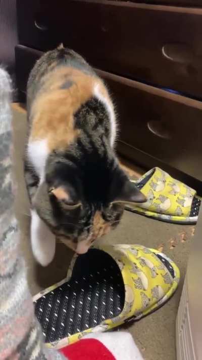 Curious cat
