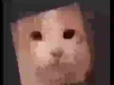 Cubo gato