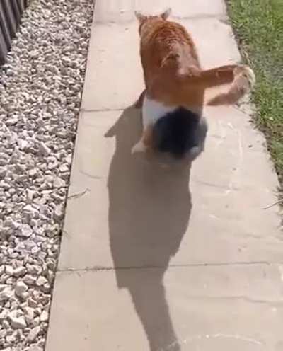 Walk with style