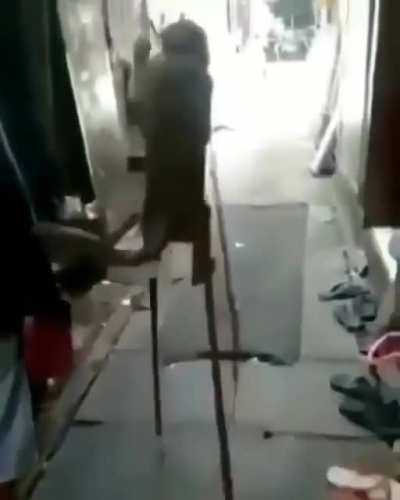 Se murió el macaco 😭😭