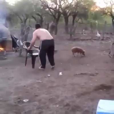 HMB while I capture this tiny pig.