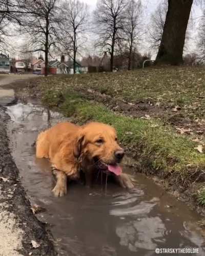 Here we see the rare doggodile in his natural habitat.