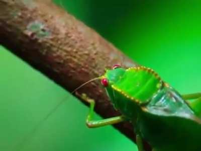 Pygmy monkey is fascinated by insect