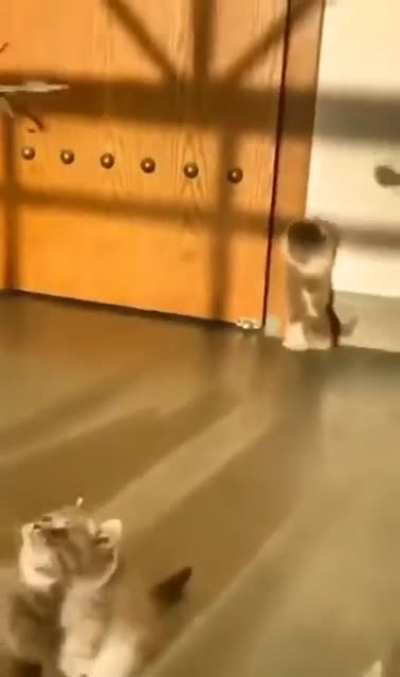 Cat.