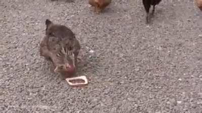 I think the dude laughing is actually dying..