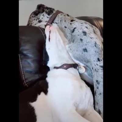 Gimme your head!