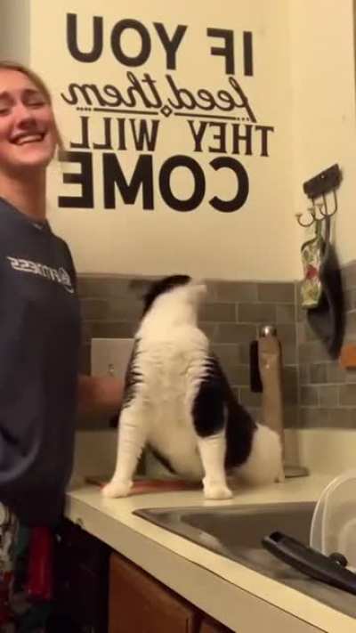 cat