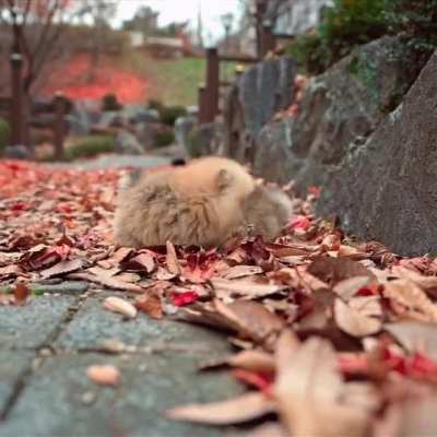 Two cute fuzzies in the leaves.
