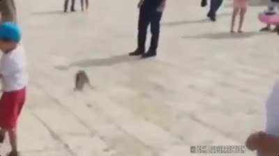 Kicking a rat