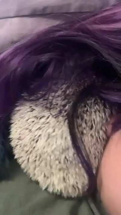 does anyone else’s hedgie ever pulse like this? what does it mean? i’ve had hedgies since 2013 and still can’t figure it out.