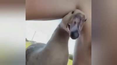 *Quack*