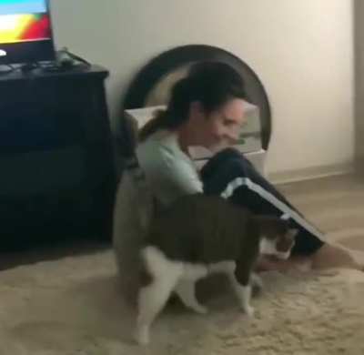 Kitty see, kitty do.