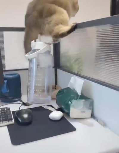 Pussy flavored