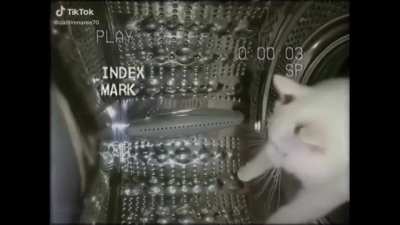gato con una canción con copyright de fondo