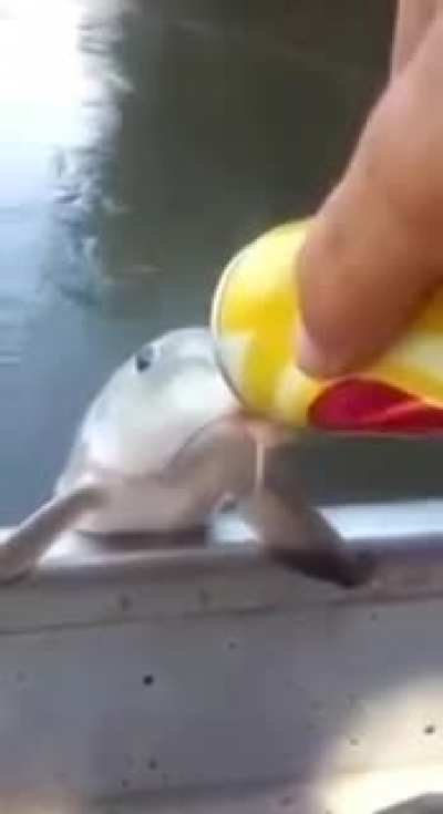 fish drunk😳