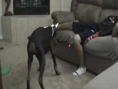 HMFT after a doberman bites me.