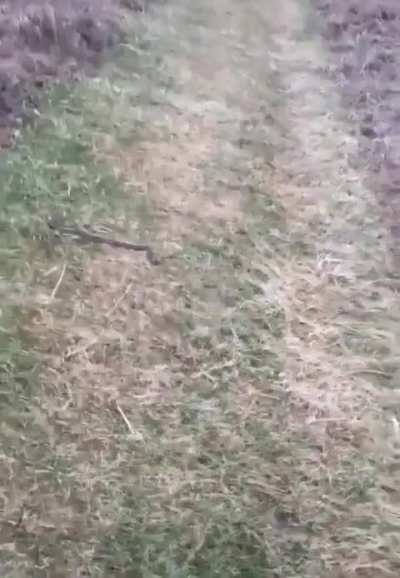 I can't walk past this snake