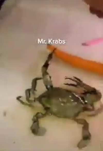 XD