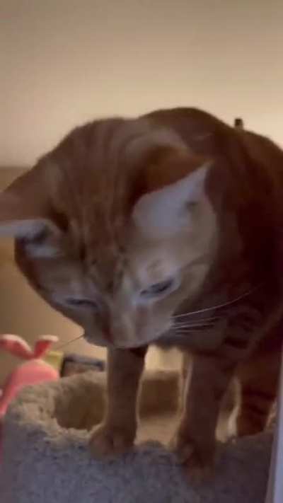 Nugget: WHERE DINNER D:<