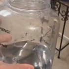 hydration goggles