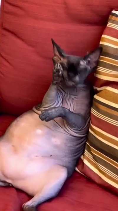 A chubby hairless. But it ranks the same right?