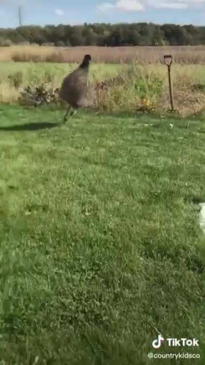 Kevin vs. The water hose