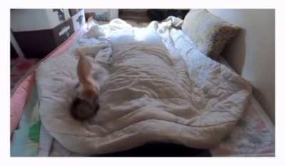 Two cats are better than one