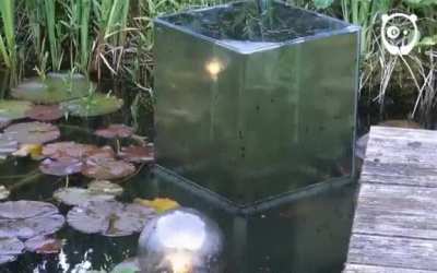 Inverted Fish Tank