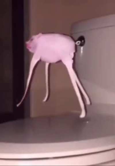 🐷🔊🎶