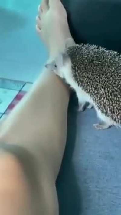 What a cute hedgehog