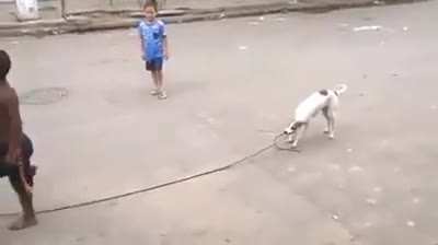 There is no other doggo like a Brazilian doggo