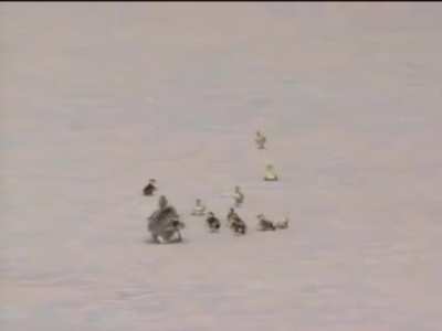 WellThatDucks