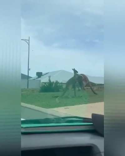 Two Kangaroos Dispute Territory the Only Way They Know How