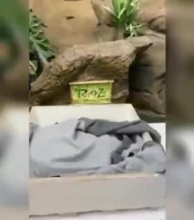 Snek