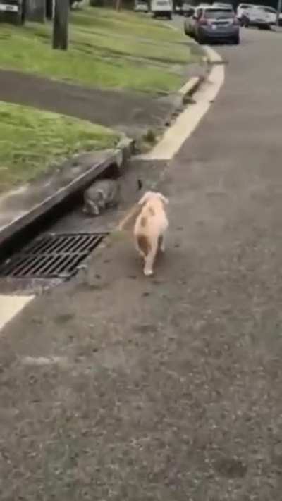 Not quite a scream but It's perfectly cut!