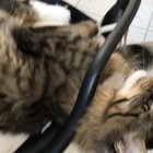 my main coon, he’s dumb but we love him