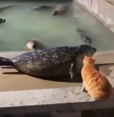 Calla foca