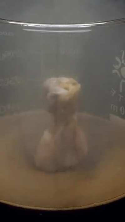 Piranha solution (sulfuric acid, water, and hydrogen peroxide) vaporizing a piece of chicken