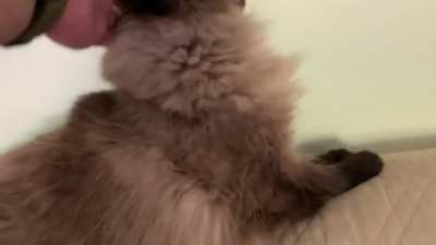 Chewbacca cat demands to be touched.