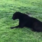 Big cats are just big cats