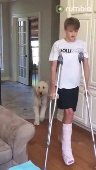 Dog mocks owner on crutches