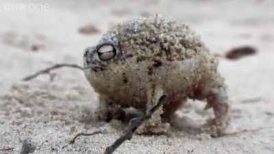 Angry Squeaking Grunt.