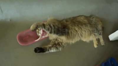 To battle a slipper
