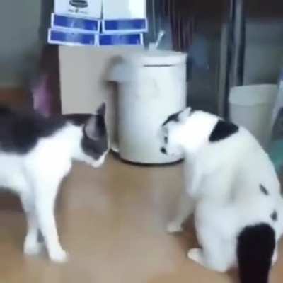 Кошачьи разборки