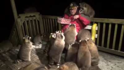 Racoon master