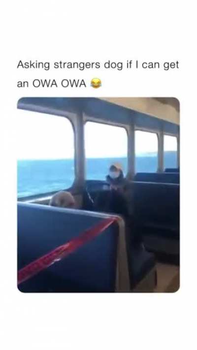 Owa Owa
