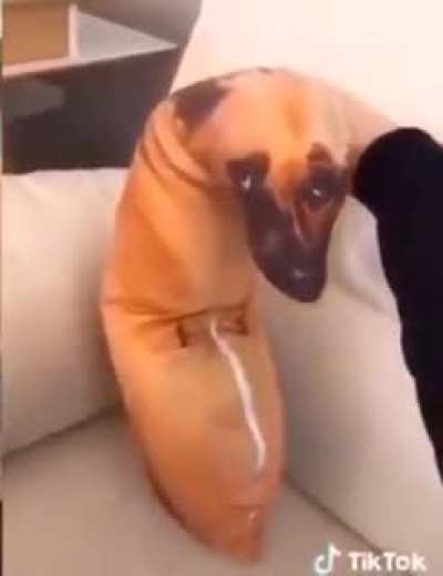 Cute dog