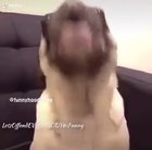 I love you dog!